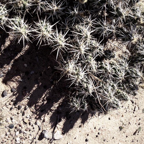 cactus sand shadows needles gravel iphone6 hipstamatic