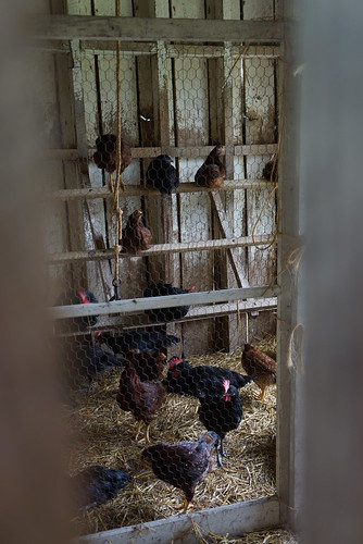 hen house at slate run farm