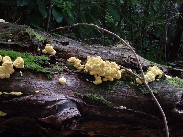 Chicken mushrooms (Laetiporus sulphureus) linville gorge