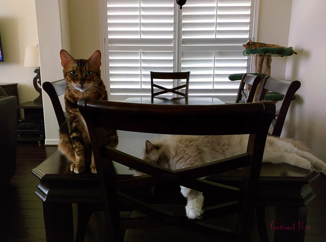 Whiskers & Paws October 2016 Edition (4)