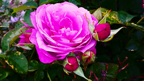pink flower rose pinkrose