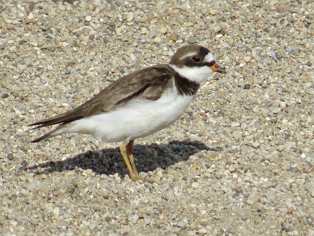 Semipalmated Plover at the El Paso Sewage Treatment Center in Woodford County, IL 07