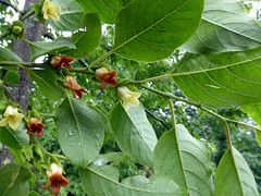 Droopy, simple, alternate elliptical foliage with smooth margins and an unequal base
Bark is heavily cracked with blocky pattern like alligator skin
Orange plum-like fruit