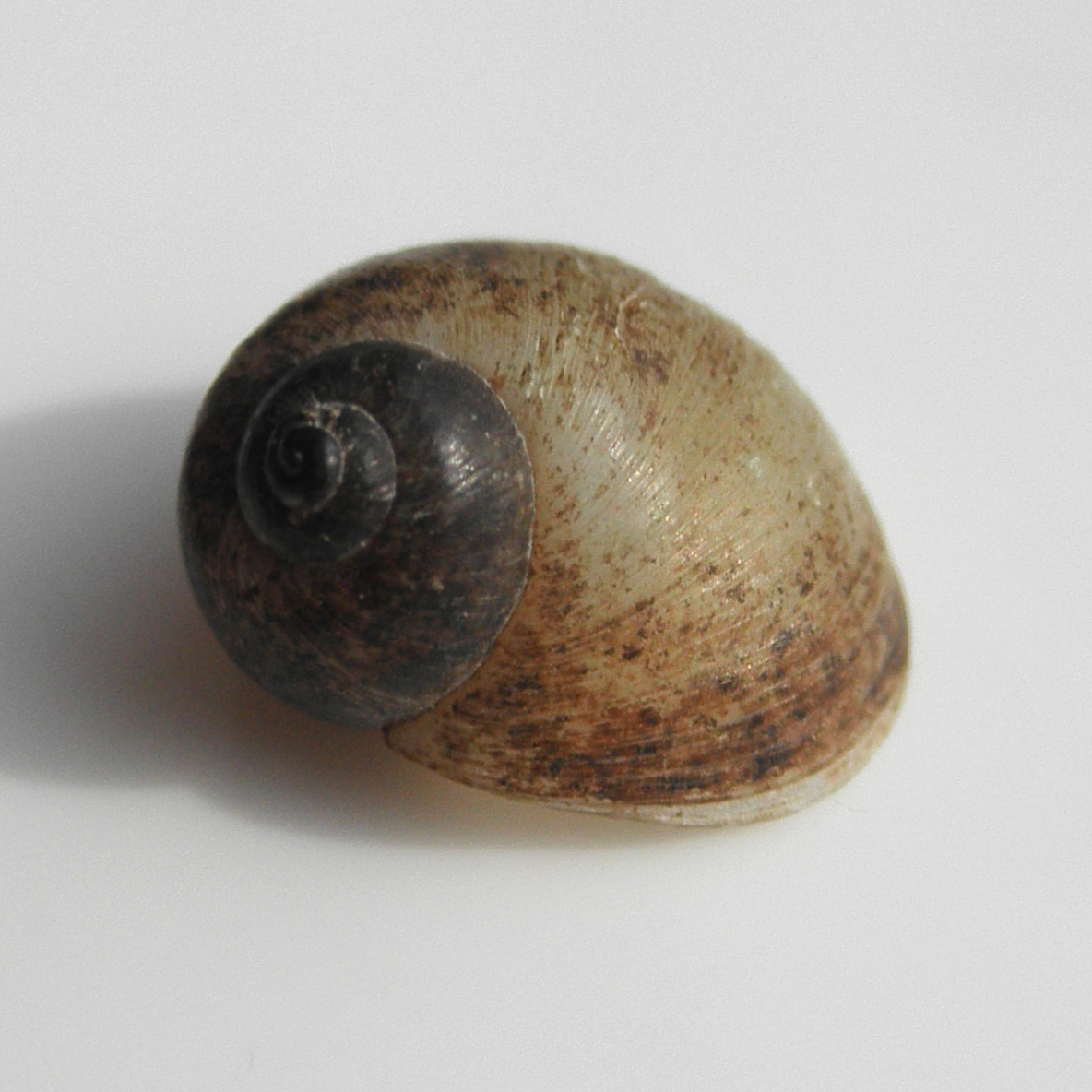 an oblique view of the shell of Lithoglyphus naticoides
