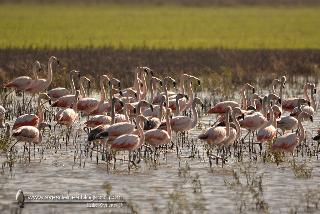 Flamenco austral (Chilean Flamingo) Phoenicopterus chilensis