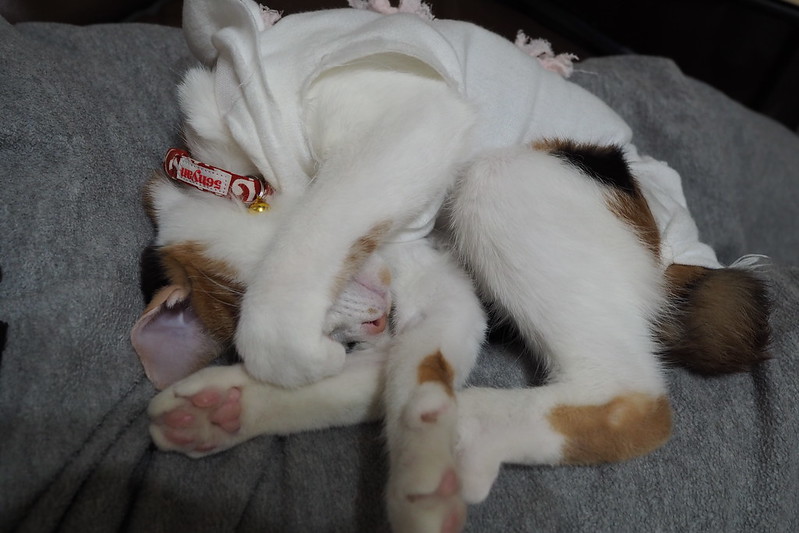 うちの小豆さん103日目膝の上で熟睡する猫。