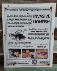 LIONFISH IS A DELICIOUS DINNER!