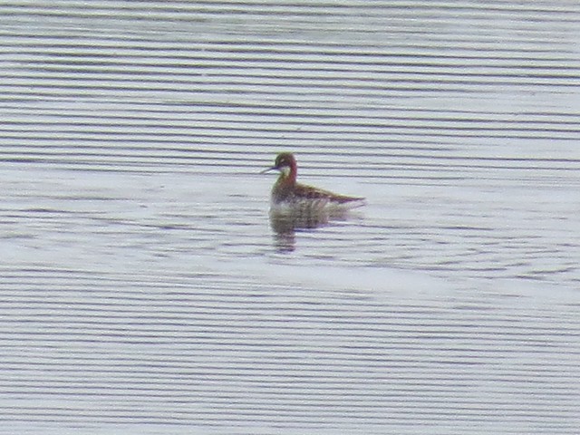 Red-necked Phalarope at El Paso Sewage Treatment Center in Woodford County, IL 02