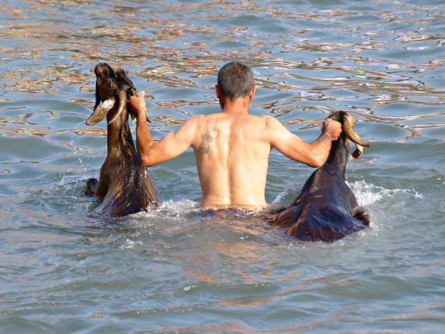 Two at once, Bathing of the Goats, Puerto de la Cruz, Tenerife