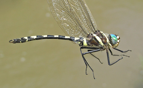 insect dragonfly odonata anisoptera rivercruiser macromiidae macromiapacifica gildedrivercruiser