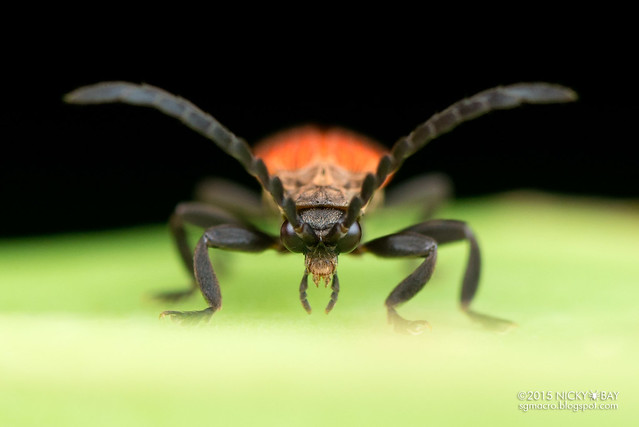 Net-winged beetle (Lycidae) - DSC_4216