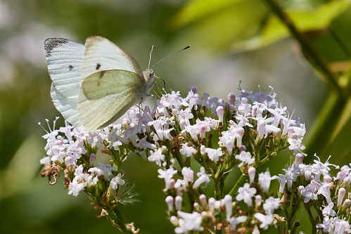france butterfly papillon