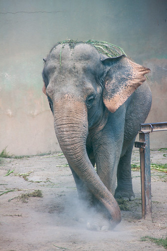 zoologico zoo pomerode zoopomerode zoologicopomerode animais elefante elefant elephant