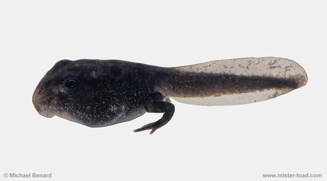 American Toad Tadpole with Hind Legs