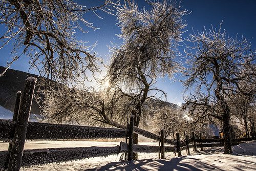 sunrise sun winter snow trees tree frost freeze cold newyear morning dawn fence wood landscape nikon czphoto