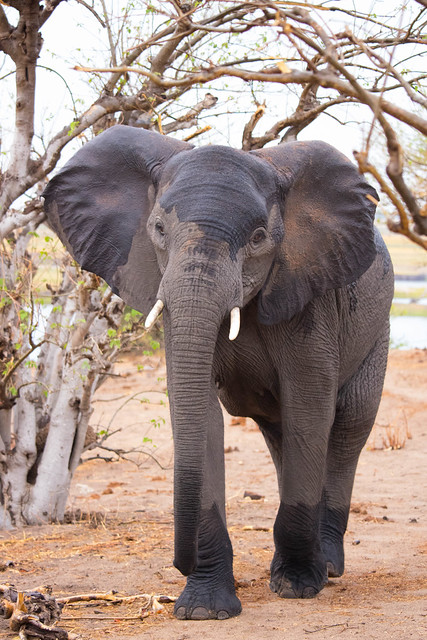 Hello elephant!