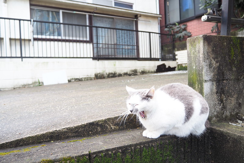 池袋カメラ散歩池袋本町ネコ歩き。欠伸する灰ブチ
