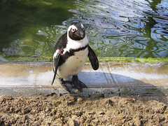 Kangaroo Island Penguin Centre, Kingscote