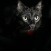 rest in peace   catula, our black cat
