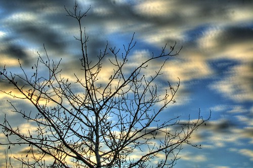 sky tree photoshop multipleexposure hdr highdynamicrange ©tylerknottgregson