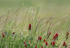 Oatgrass and Crimson Clover 6553