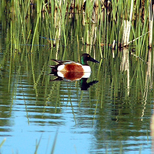 wetlands migration waterfowl northernshoveler anasclypeata flowrbx lincolnsalinewetlands wouldmakeagoodjigsawpuzzle