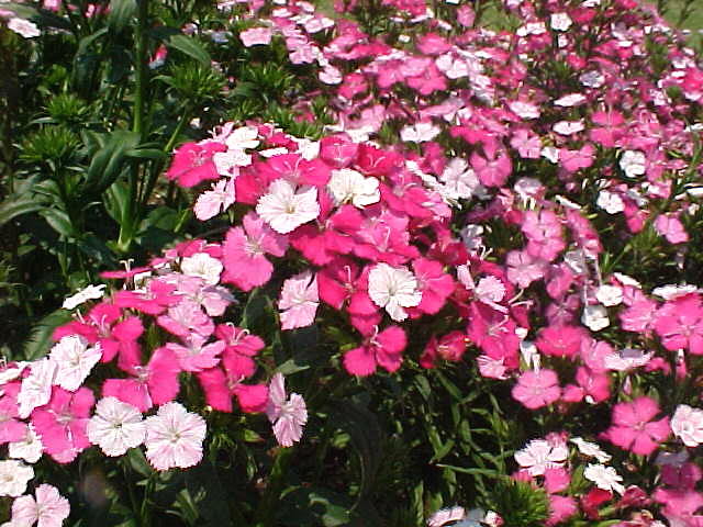 Dianthus 'Bouquet Rose Magic' - Park Seed Trials - Flower Festival ...