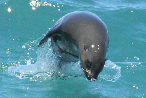 seal out of water