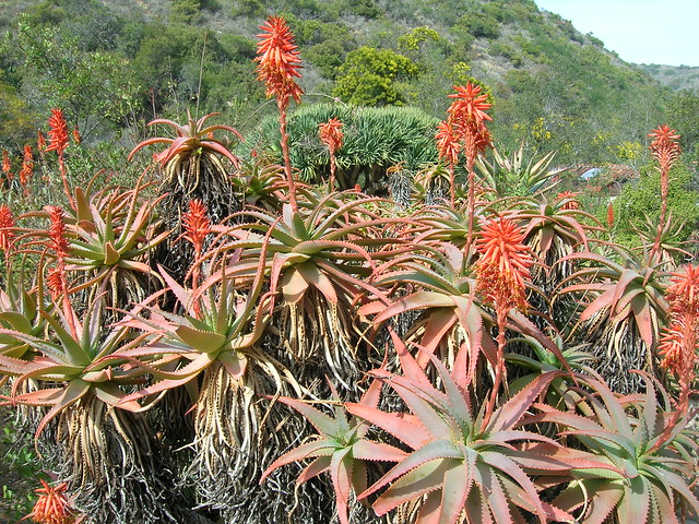 Foto: Aloe arborescens