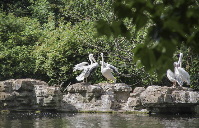 St James's Park - The Ambassador's pelicans