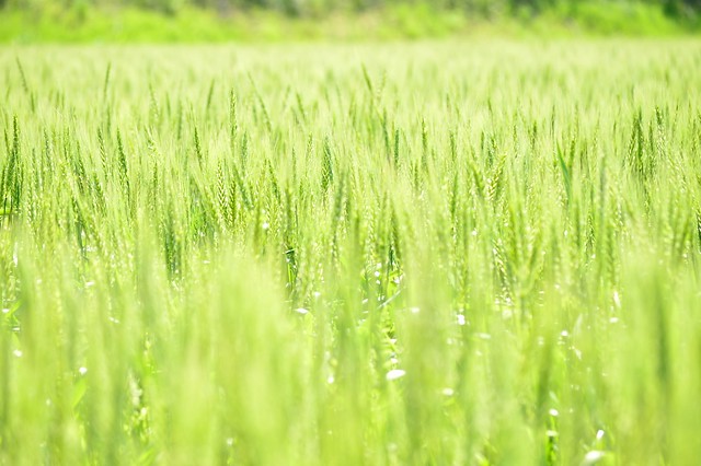 麦畑　Wheat field