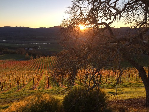 napa vineyards sonoma sunset