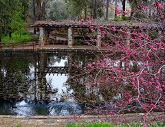 Araluen Botanical Park in spring