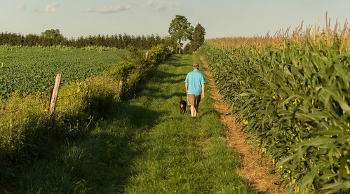 boy dog walking corn path