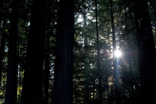california redwood campground jedediahsmithredwoodsstatepark