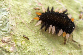 Fungus beetle larva (Endomychidae) - DSC_6416
