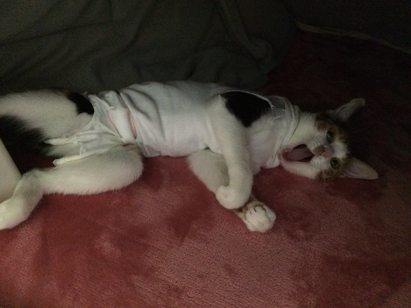 うちの小豆さん100日目炬燵で微睡む猫。