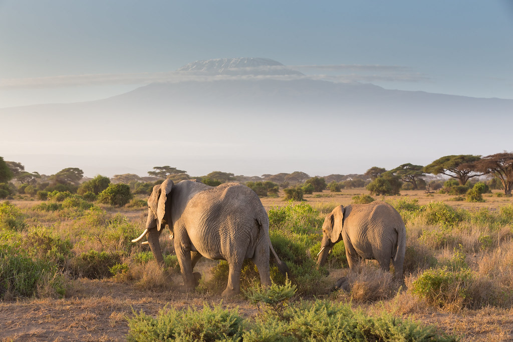 Éléphants devant le Kilimandjaro, parc national d'Amboseli