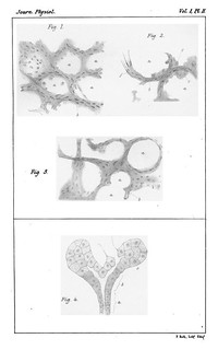 Plate II, Journal of Physiology 1 (1) (1878). Figs. 1-3 from J.N. Langley, 'Some Remarks on the Formation of Ferment' and fig. 4 from W. Stirling, 'On Hyperplasia of the Muscular Tissue'.