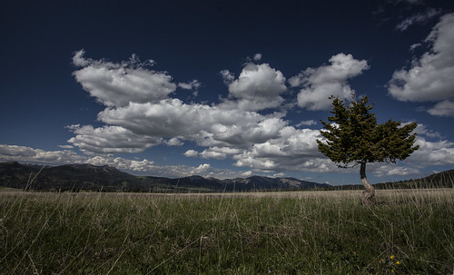 sky tree clouds montana trail crazymountains