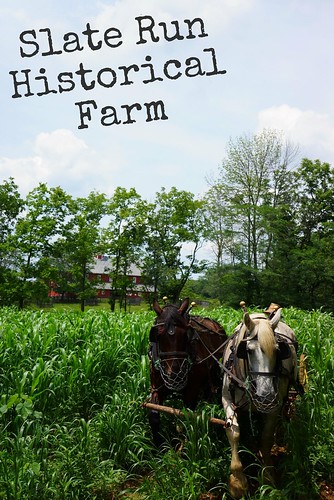 plow horses at slate run farm