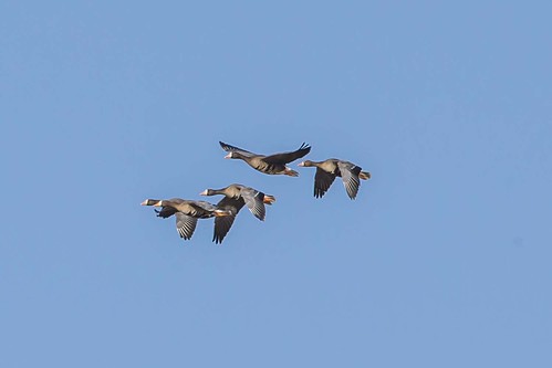 greaterwhitefrontedgoose anseralbifrons flight ewing indiana jacksoncounty