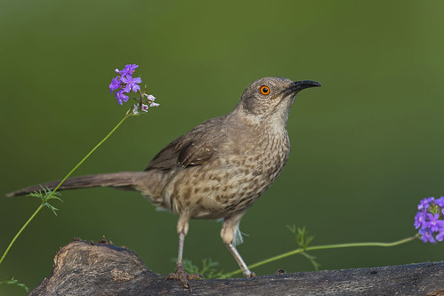 bird animal ave curvebilledthrasher toxostomacurvirostrecurvirostre cuitlacochepicocurvo