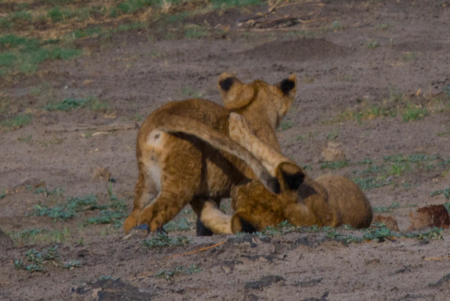 Interacting cubs