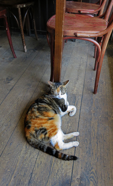 The pub cat at Gollem's Proeflokaal a 'Brown Café' which is what they call historic pubs in Amsterdam, Holland