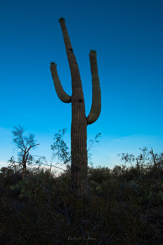 arizona cactus vertical tucson bluehour saguaro candids saguaronationalpark sonorandesert jazzhands canoneos70d