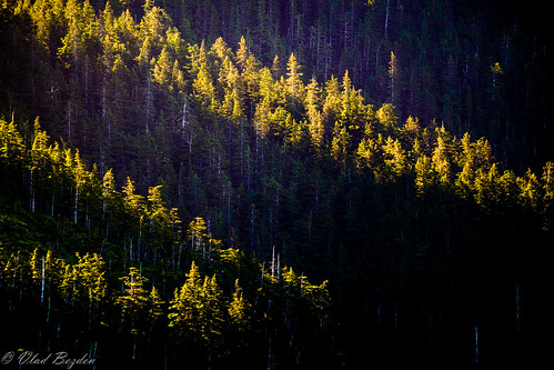 trees nature alaska forest sunrise bay unitedstates ak seward kenai 2014 resurrectionbay