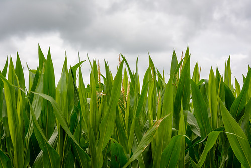 summer plant field corn midwest cloudy farm grain overcast tassle photobyjane holmanphotoscom holmanphotography