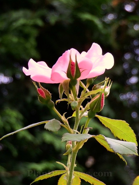'polar joy' shrub rose 1