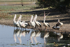 Pelicans larking around at Marglu Billabong, Parrys Lagoon CR8B1115